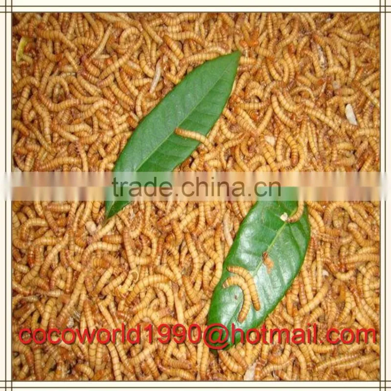 selling dried mealworms for sale free shipping
