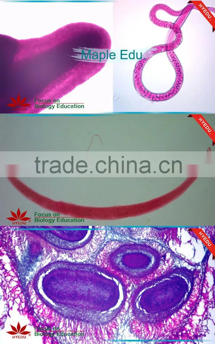 Hot sale 40pcs high quality medical parasitology prepared slides set
