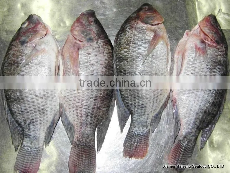 bulk tilapia fillet with high quality