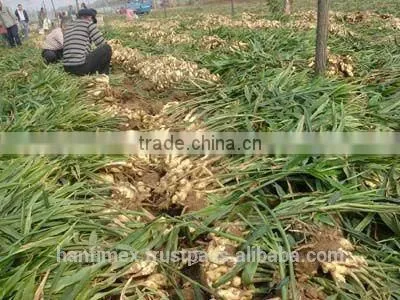 ORGANIC FRESH GINGER VIETNAM FOR GINGER SLICES