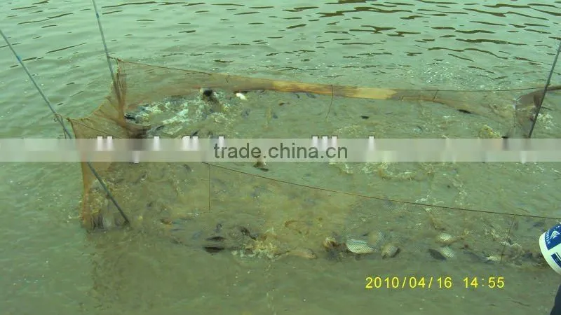 Low price China Export Frozen Whole Round Black Tilapia