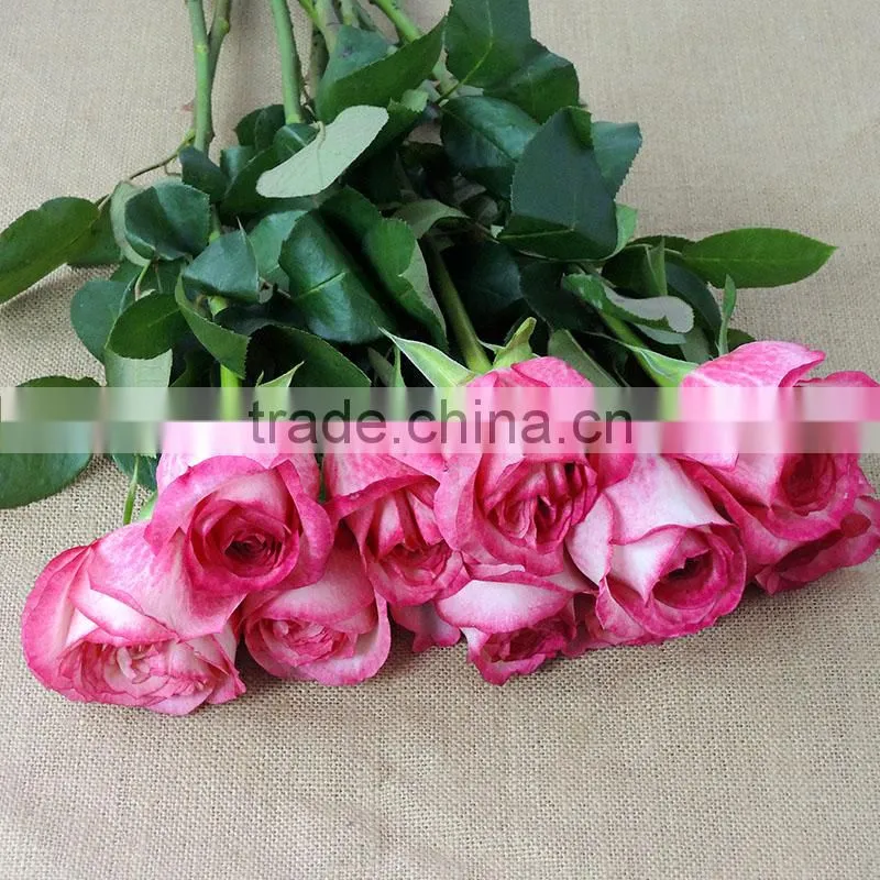 Supply fresh cut flower rose from flower base in Kingming