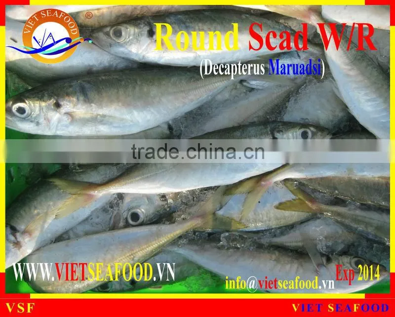 FROZEN ROUND SCAD WHOLE ROUND