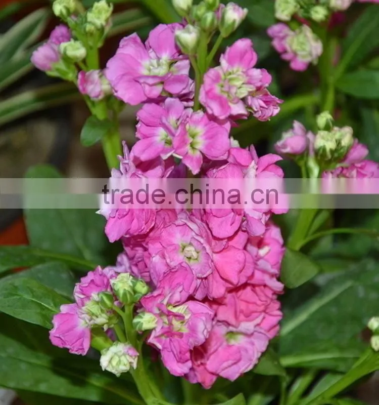Fresh cut useful cut violet flower