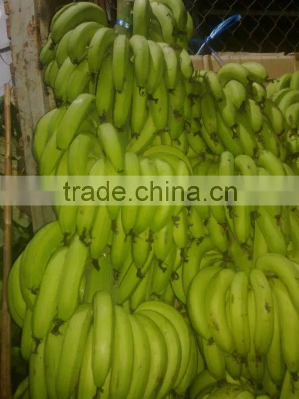 FRESH CAVENDISH BANANA IN VIETNAM