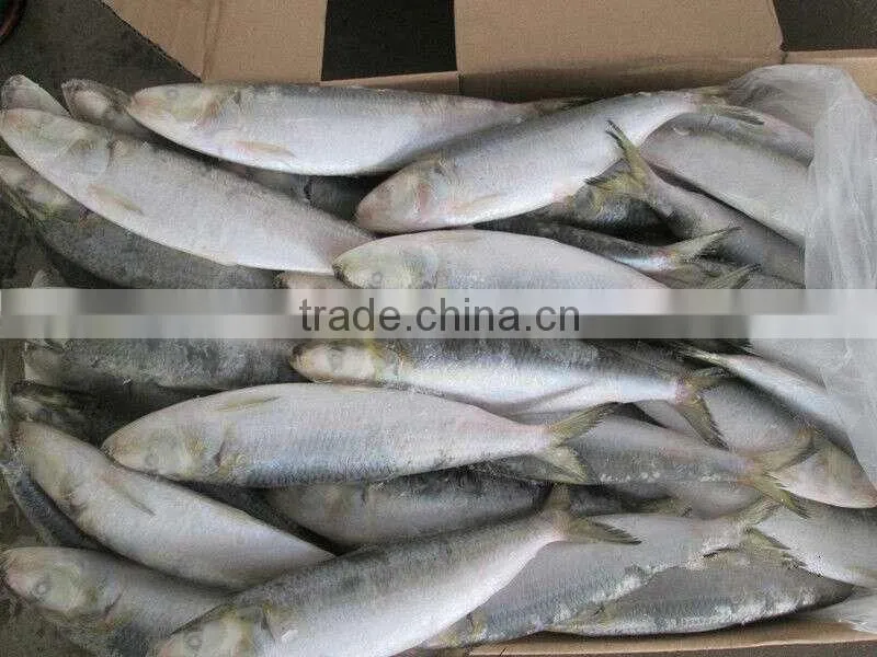 8-10pcs/kg Frozen W/R Sardine for Canning
