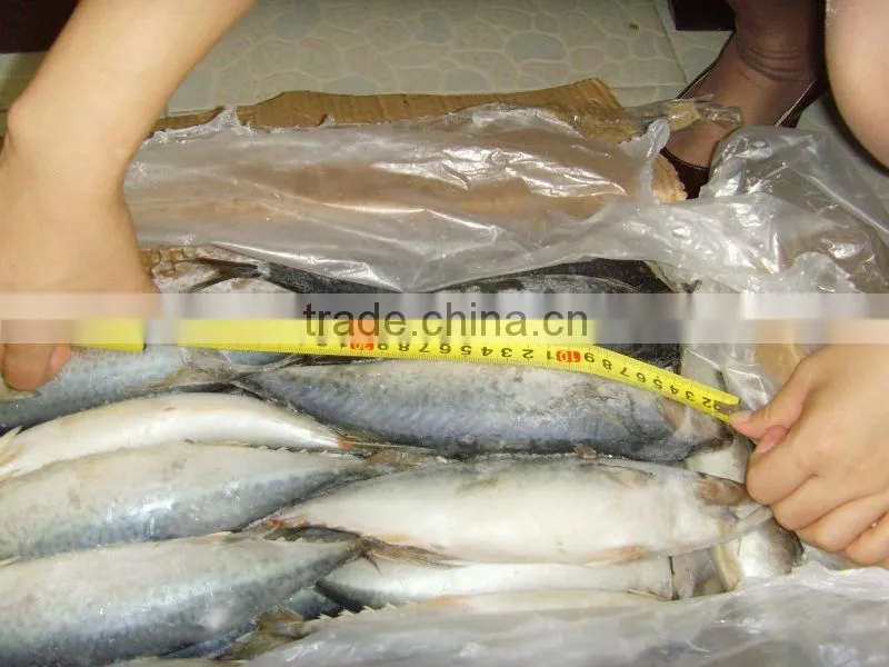New season frozen mackerel fish whole part