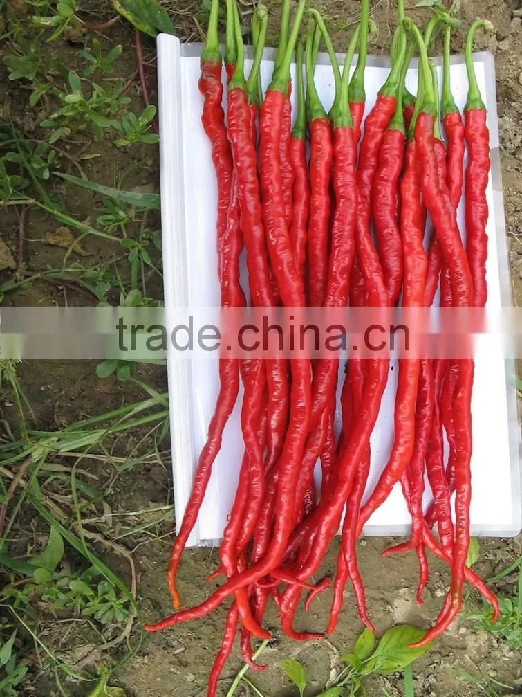 Hot sale hybrid high yield chili pepper seeds-Jiao Long