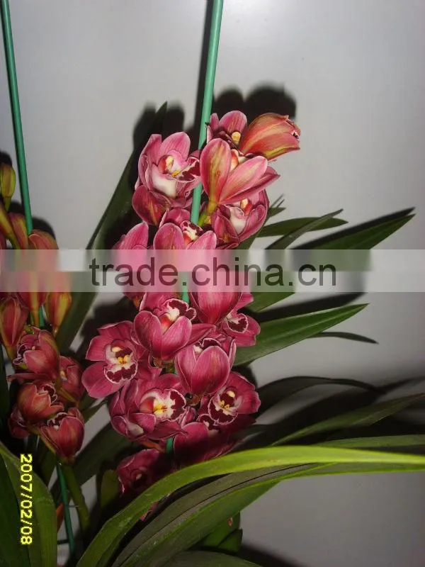 Cymbidium
