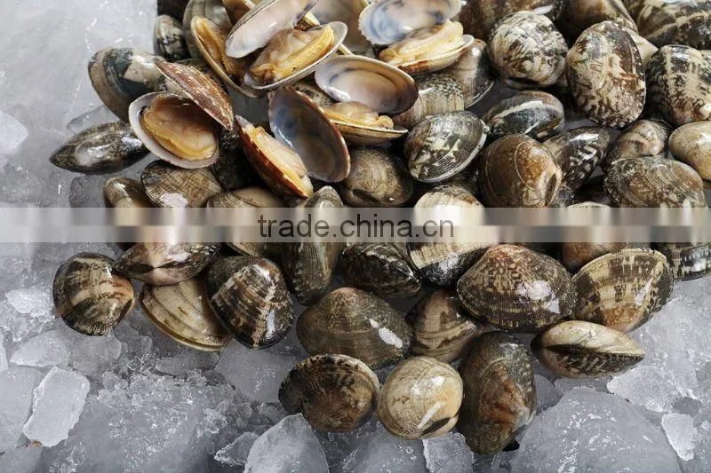 Frozen Baby clam in shell vacuum pack