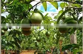 Vietnam Fresh Passion Fruit/Whole Frozen Passion Fruit/Organic Fresh Passion Freuit