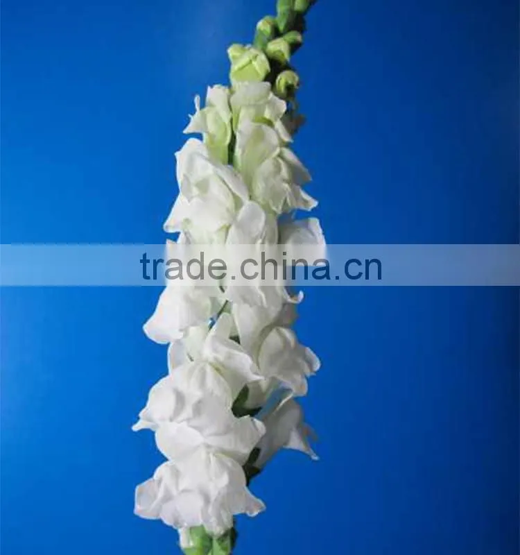 Fashionable top sell white snapdragon flower