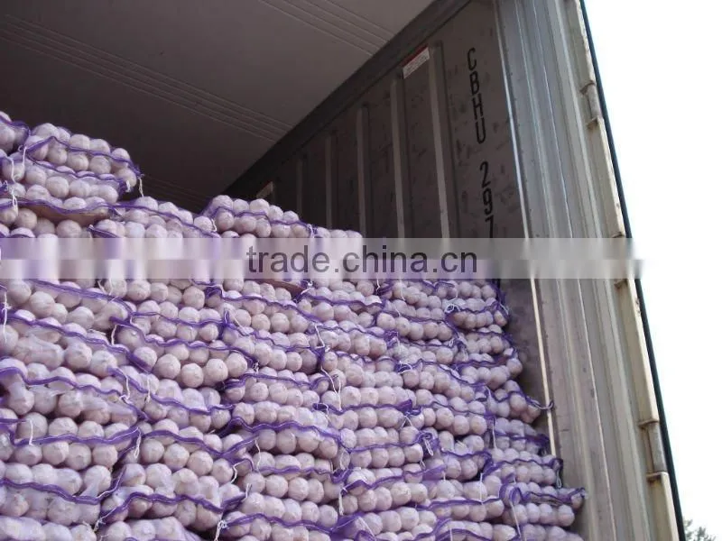Chinese garlic