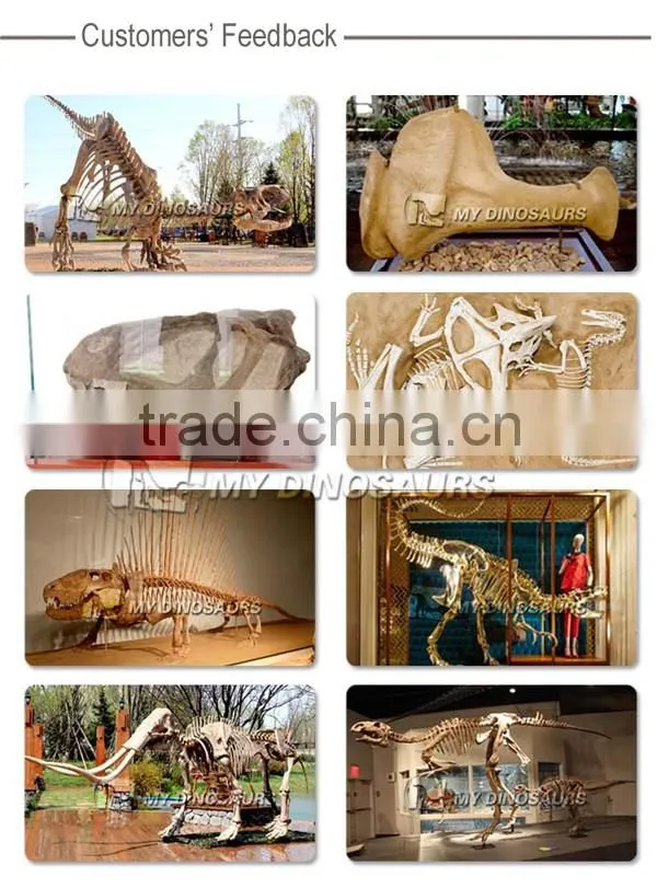 MY Dino-O08 Life size fiberglass dinosaur skeleton decoration