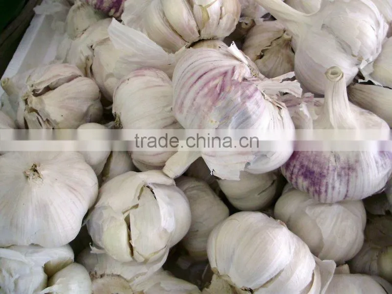 2016 Hot Sale! VSN3000-L600G Monochrome Peeled Garlic Belt Color Sorter With Blue Light