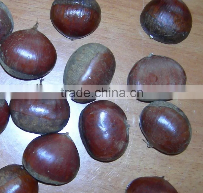raw bulk Fresh Chestnut in shell crop new grade aa