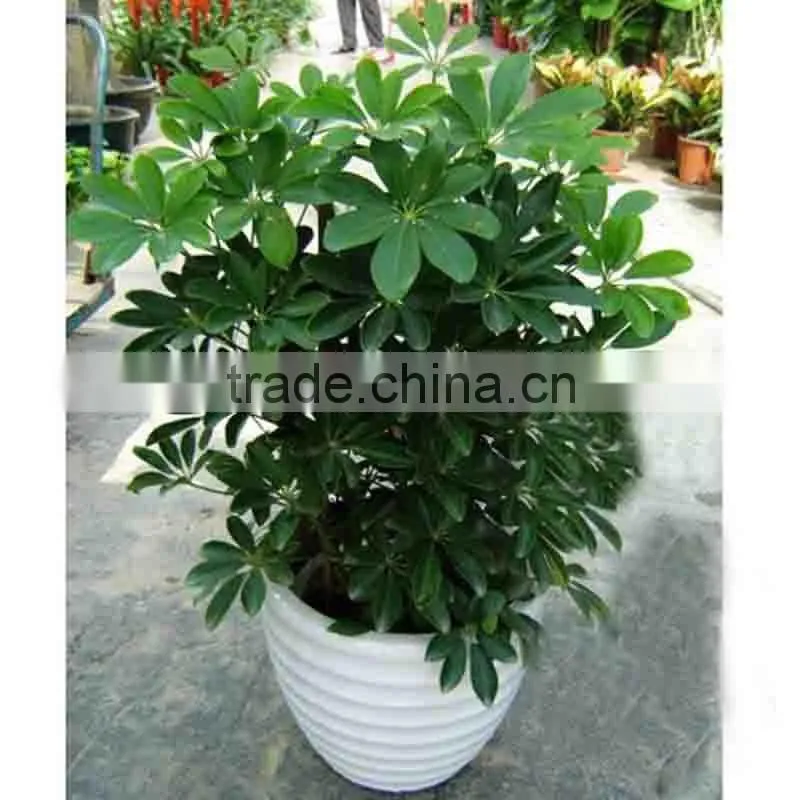 evergreen foliage outdoor landscaping decorative ornamental plants Schefflera octophylla (Lour.) Harms