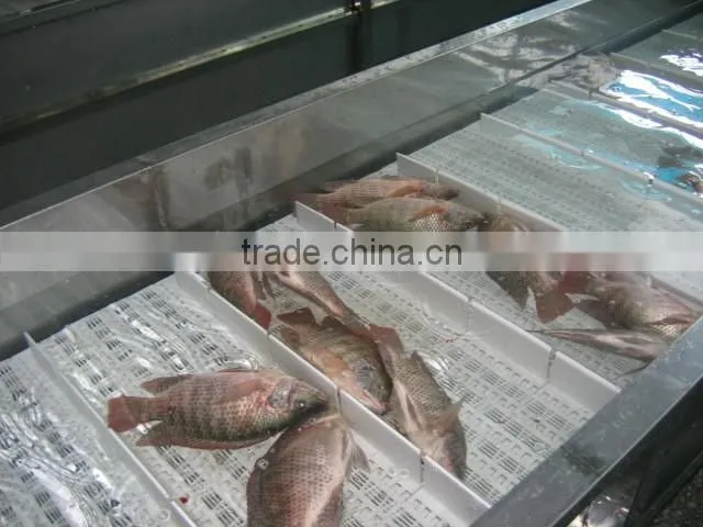 Whole sale Farm Raising Frozen Tilapia Fish