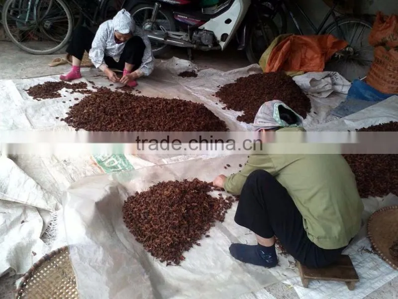 VIETNAM AUTUMN STAR ANISEED, HIGH QUALITY, BEST PRICE (+841657106604 - WHATSAPP)