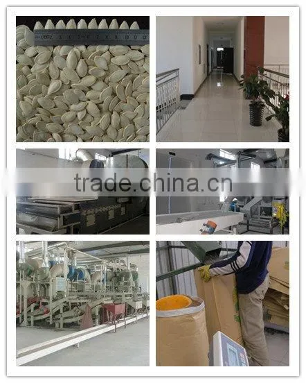 SUNFLOWER SEED KERNELS FOR CONFECTIONARY GRADE