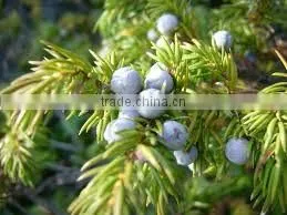 JUNIPERUS FLORAL WATER