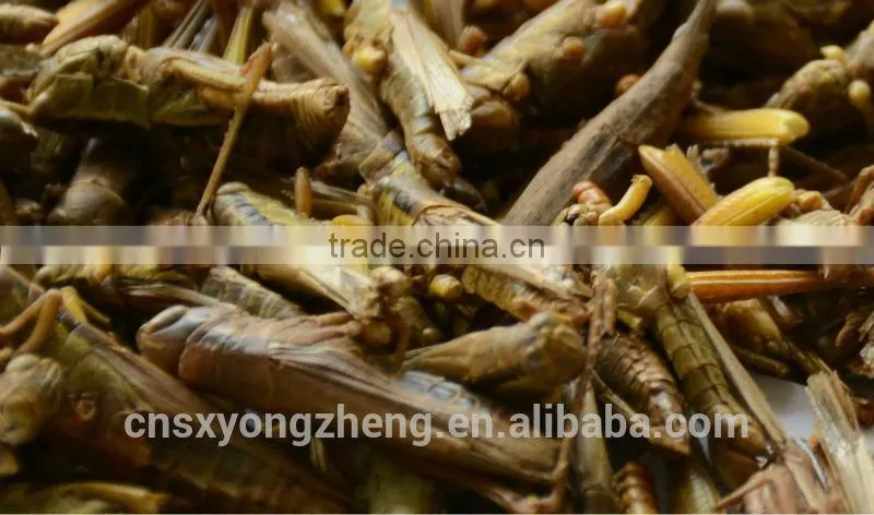 Freeze Dried Locusts