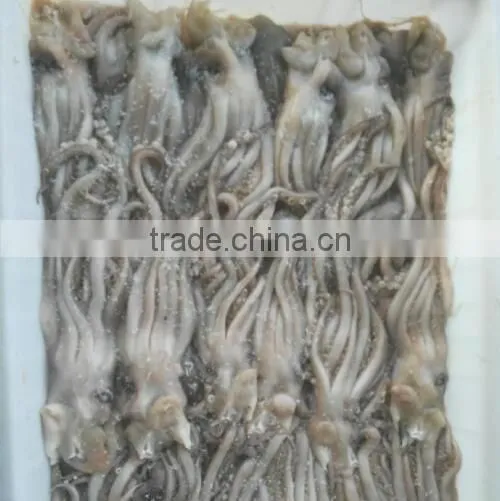 Frozen Squid Head