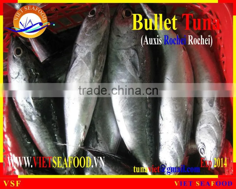 FROZEN W/R BULLET TUNA