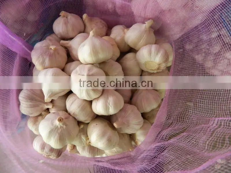 5.0cm fresh normal white garlic for sale
