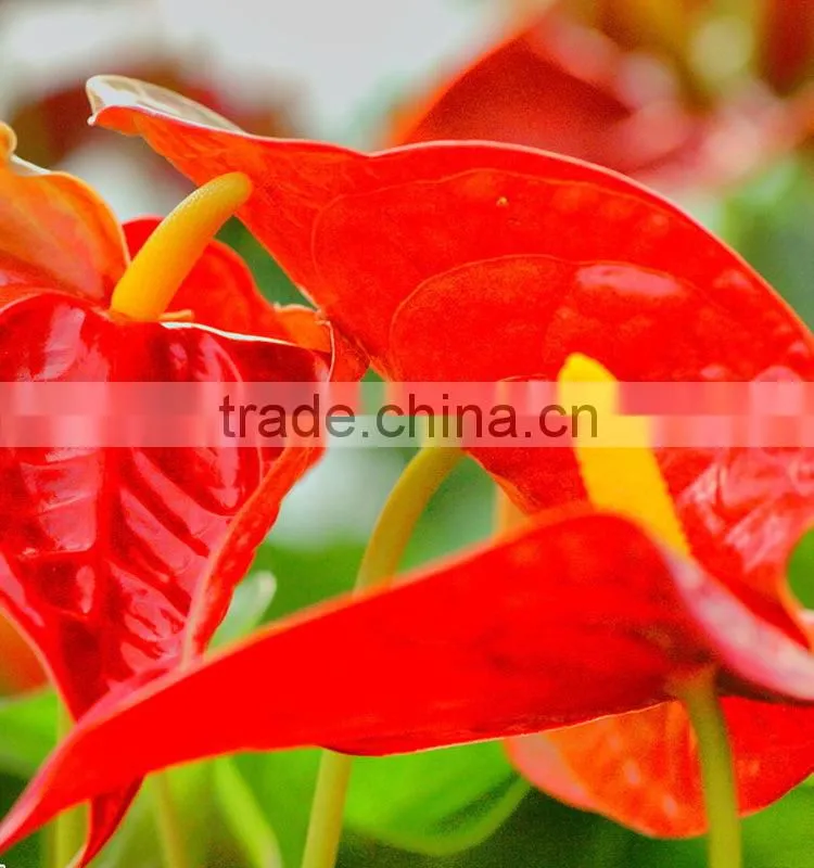 Durable hotsell red anthurium plant