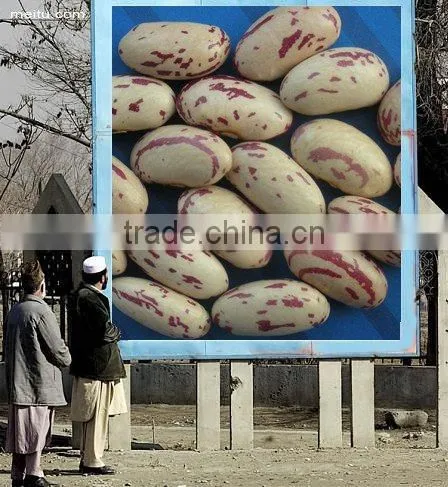 Light Speckled Kidney Beans With Long Shape