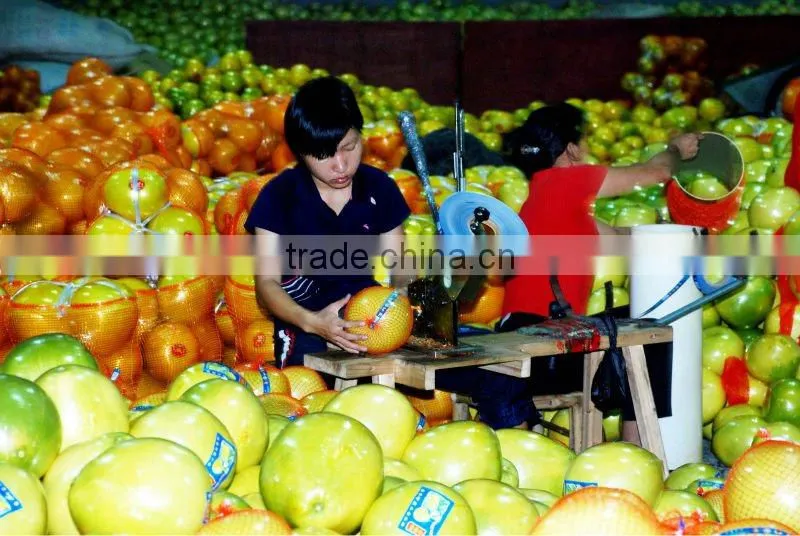 Chinese fresh pomelo