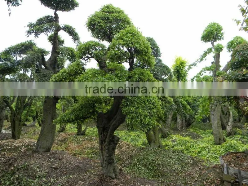Ulmus pumila L. tree