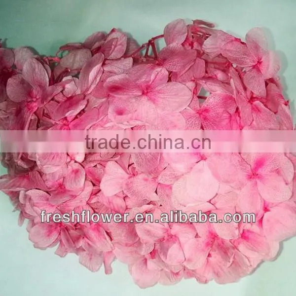Kunming Beautiful Hydrangea hot selling in USA and Europea