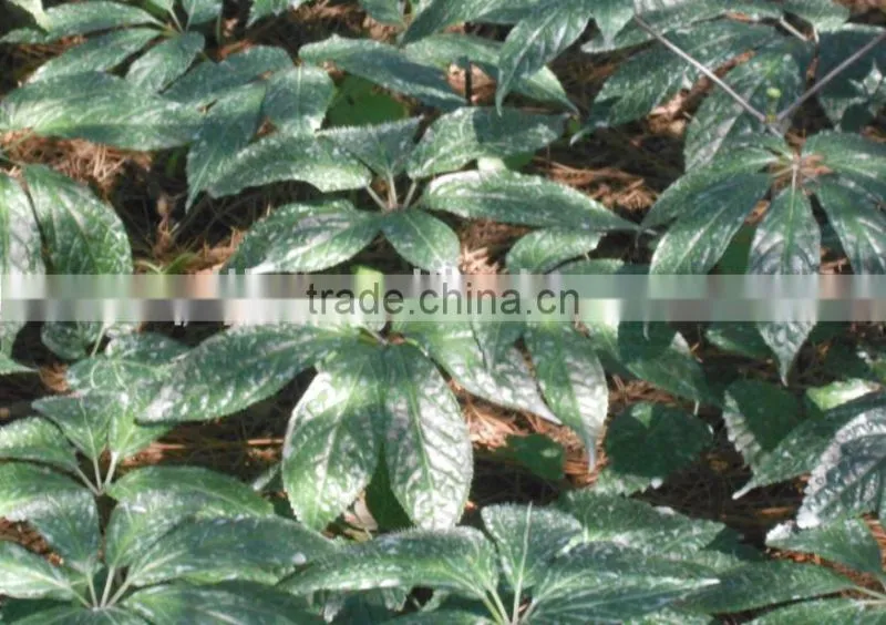 ISO9001 Seaweed organic granule NPK fertilizer with low price