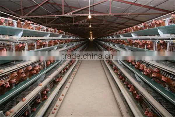 Industrial steel structure design poultry farm shed chicken house for layers