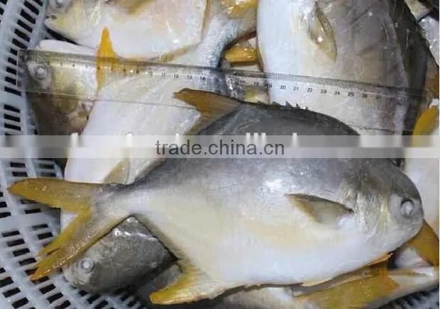 High Quality Frozen Golden Pomfret Fish