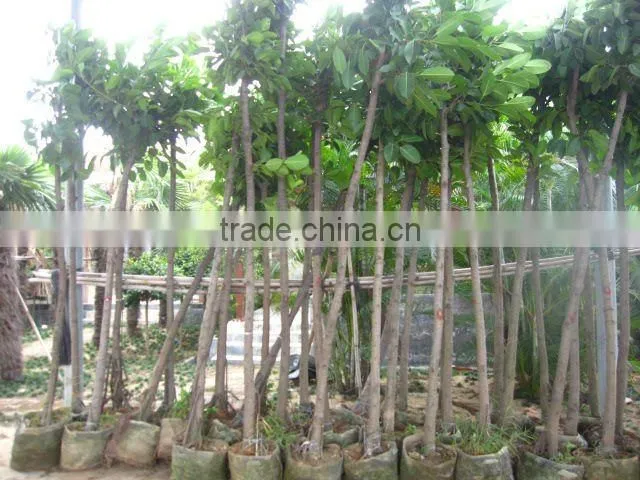 ficus altissima for tropical climate garden plants and landscaping trees