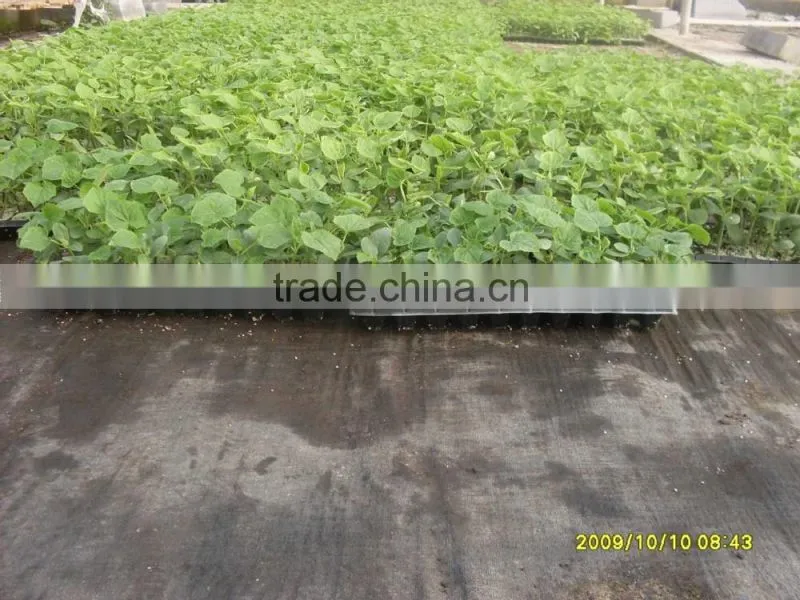 GROUND COVER