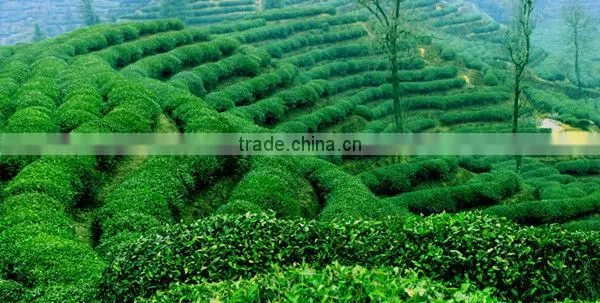High Tea Polyphenol Content Black Tea Fannings