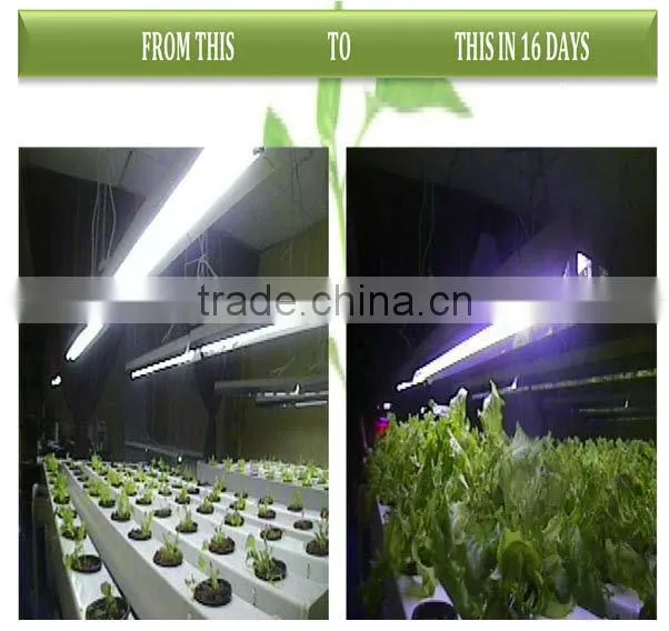 Single 3w chip High efficiency LED grow light