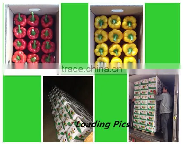 fresh red capsicum