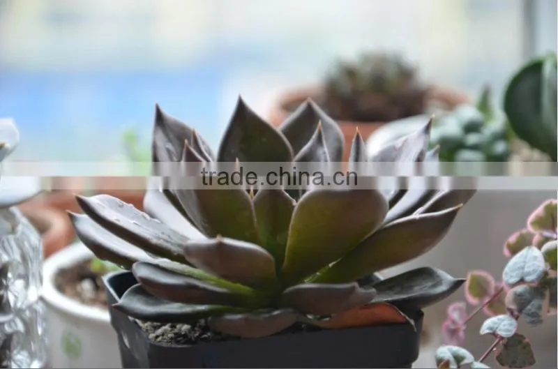 Echeveia 'Black Prince' of succulent plants