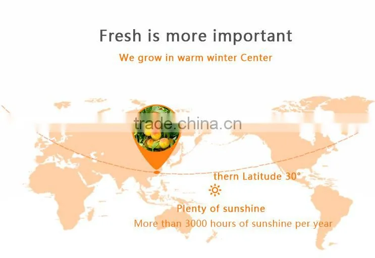 2016 new products Health Food Canned Fruit Peach InSyrup