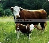 Feed Grade Soy Protein Concentrates