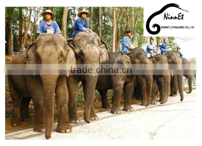 Wood Carved Elephant from Thailand
