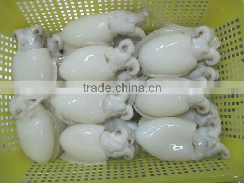 Frozen Cuttlefish whole round cleaned