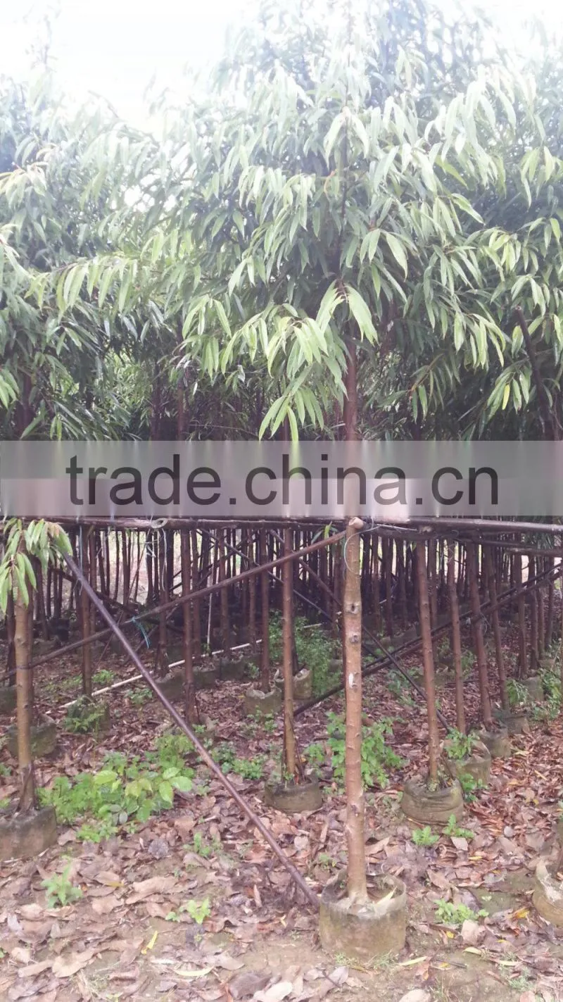 Ficus irregularis