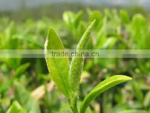 Premium Dragon well Longjing Chinese Spring Green Tea