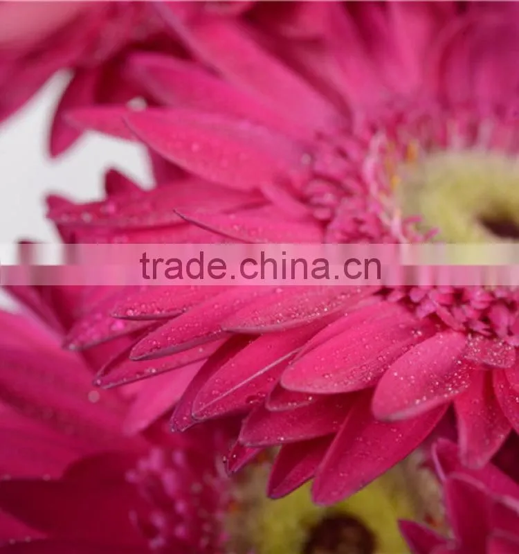 Colorful Purple Petal colorful 2016 gerbera flower
